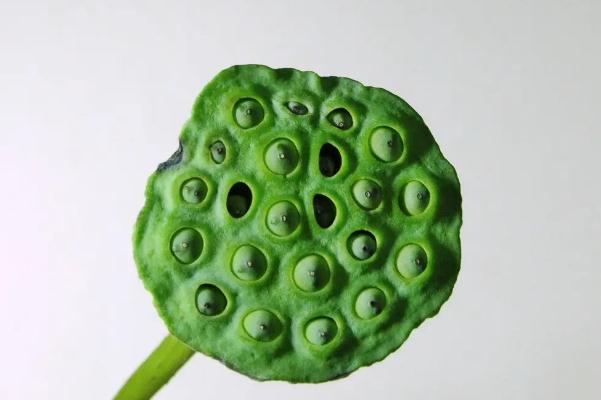 蓮蓬是長(zhǎng)在荷花里面的嗎 蓮蓬是荷花謝了以后長(zhǎng)出來(lái)的嗎