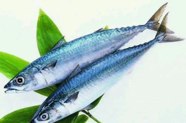 鲅魚(yú)的營(yíng)養(yǎng)價(jià)值及功效與作用 鲅魚(yú)是海魚(yú)還是淡水魚(yú)