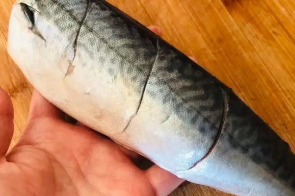 鲅魚(yú)為什么出水就死 鲅魚(yú)為什么腥味大