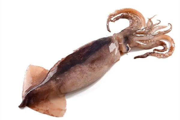 新鮮魷魚(yú)有堿味有害嗎 新鮮魷魚(yú)為什么有堿味