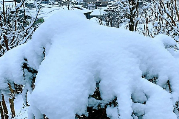 河南多地迎來(lái)3月桃花雪 3月下雪什么原因