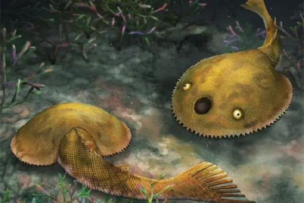 廣西發(fā)現九尾狐甲魚化石 化石是石頭嗎
